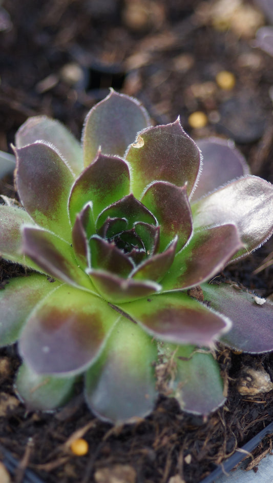 Jovibarba heuffelii 'Zeus' - Donartsbart