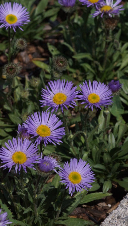 Erigeron simplex - Einstängeliges Berufskraut