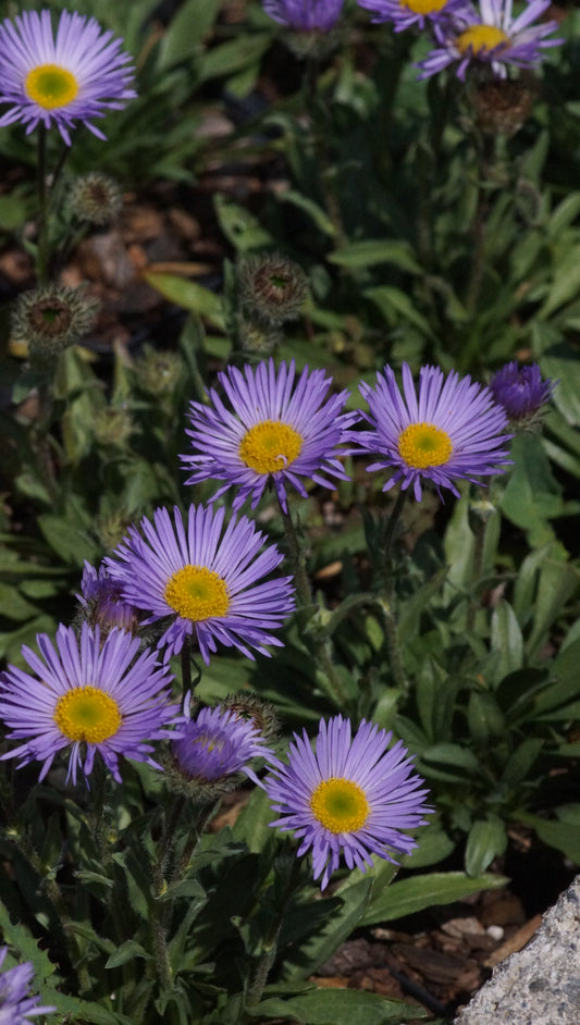Erigeron simplex - Einstängeliges Berufskraut