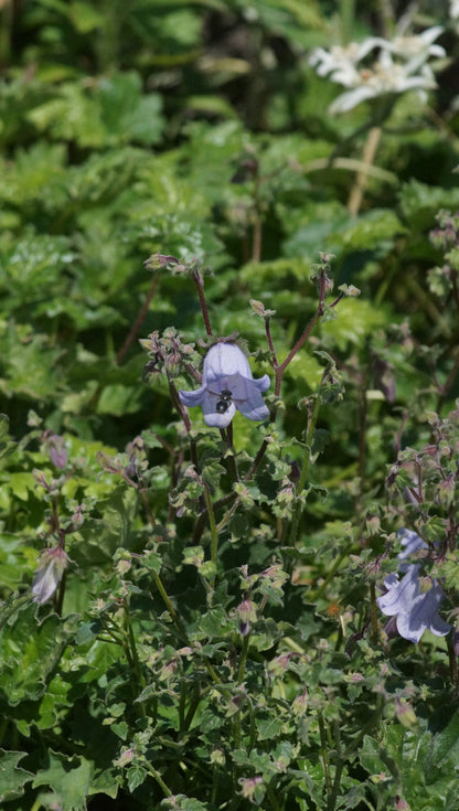 Campanula zangezura - Steinglocke