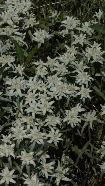 Leontopodium alpinum 'Watzmann' - Edelweiss