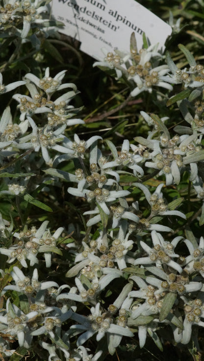 Leontopodium alpinum 'Wendelstein' - Edelweiss