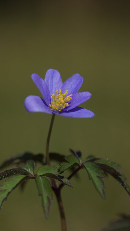 Anemone nemorosa 'Robinsoniana' - Buschwindröschen