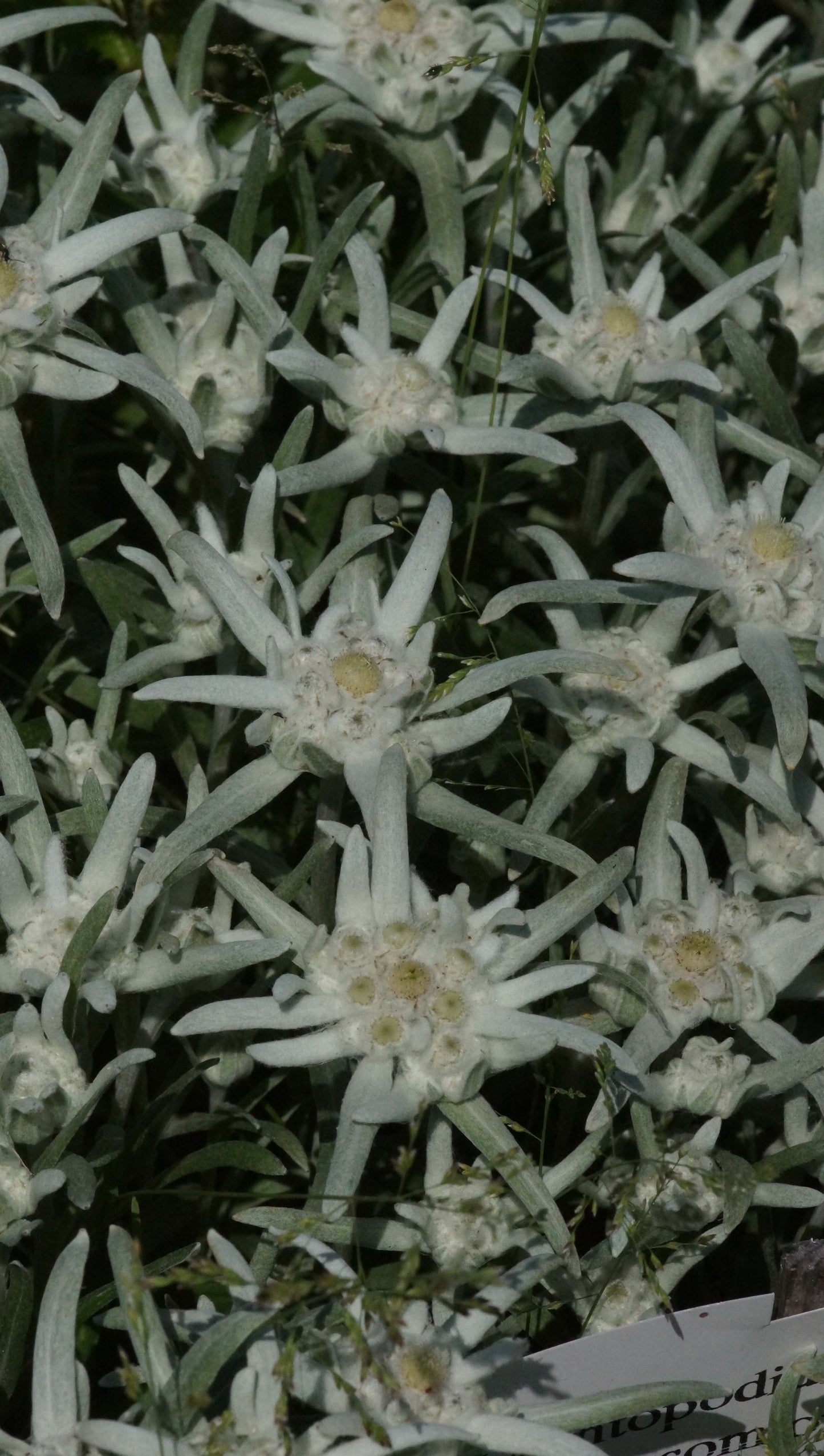 Leontopodium alpinum 'Blossom of Snow' - Edelweiss