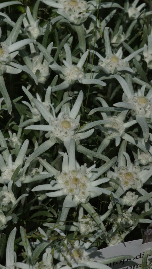 Leontopodium alpinum 'Blossom of Snow' - Edelweiss