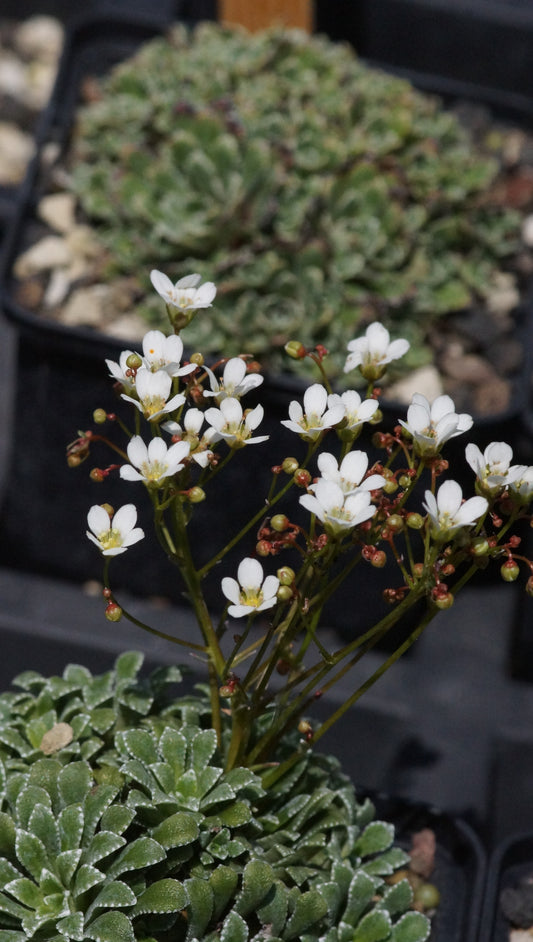Saxifraga cochlearis - Löffelblättriger Steinbrech