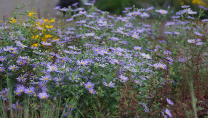 Aster thomsonii - Thomsons Aster