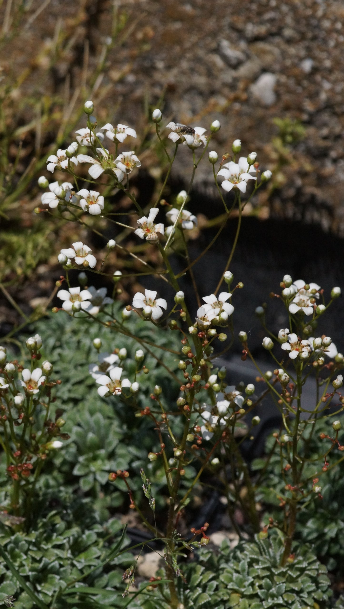 Saxifraga cochlearis 'Champex' - Löffelblättriger Steinbrech
