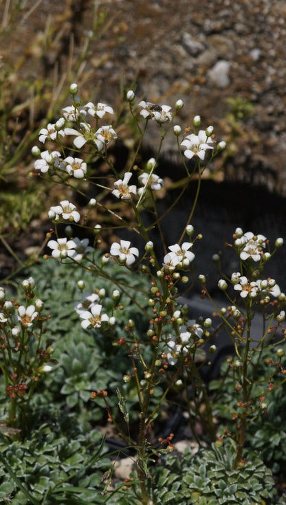Saxifraga cochlearis 'Champex' - Löffelblättriger Steinbrech