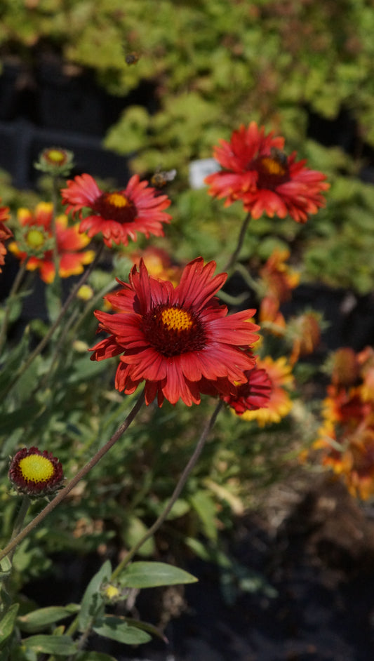 Gaillardia aristata 'Burgunder' - Kokardenblume