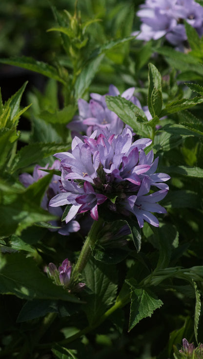 Campanula glomerata 'Caroline' - Knäuel-Glockenblume