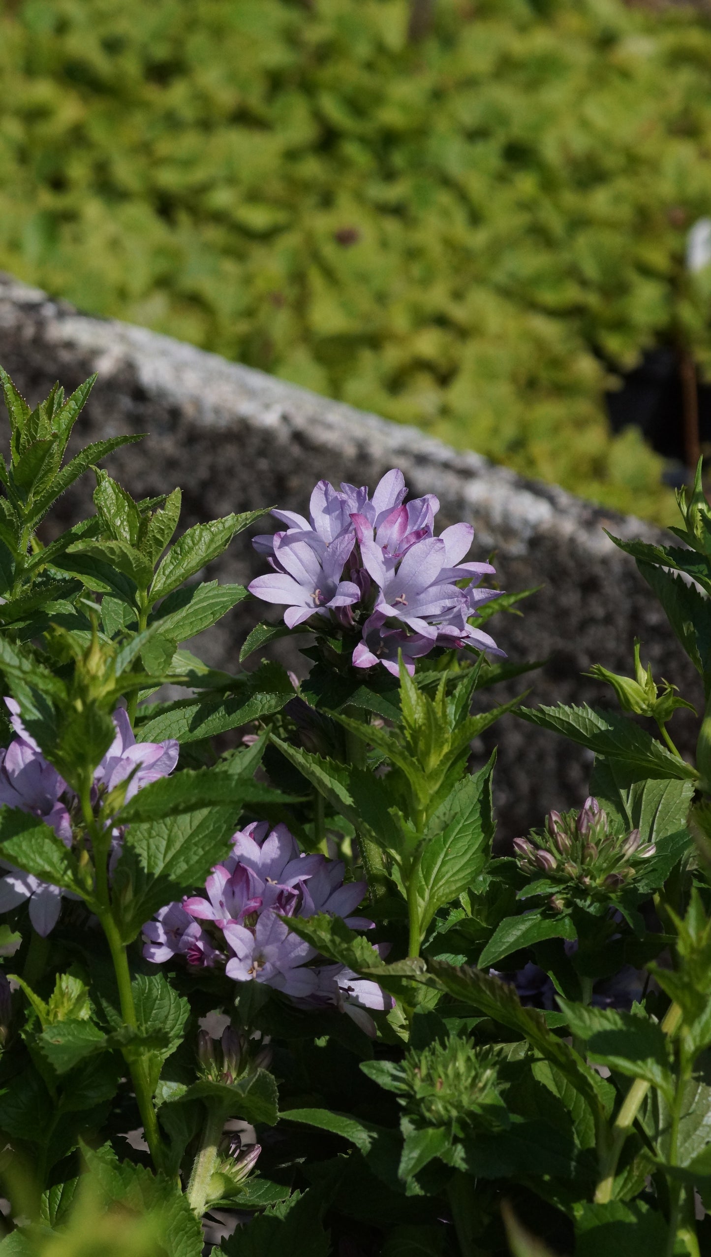 Campanula glomerata 'Caroline' - Knäuel-Glockenblume