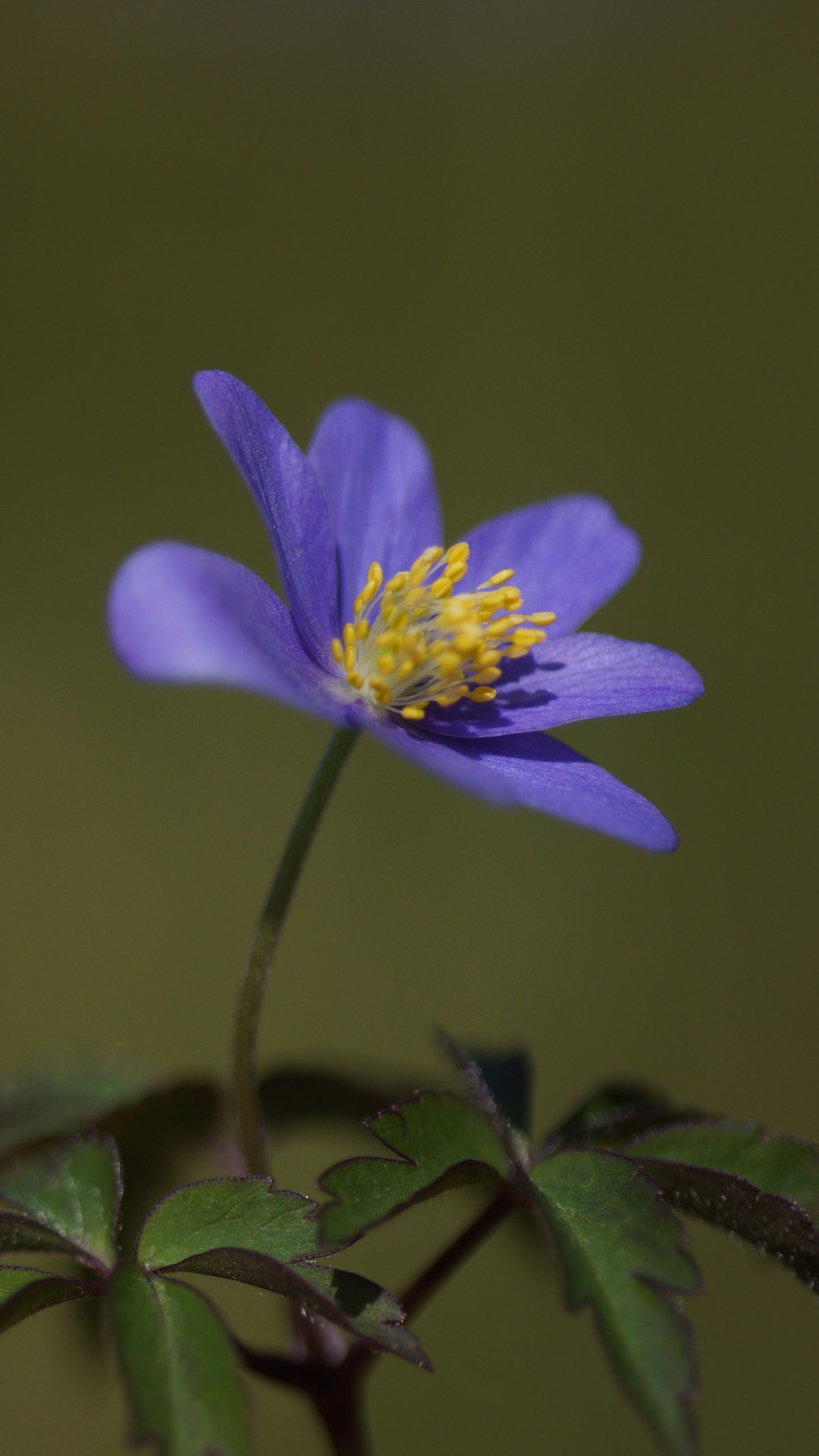 Anemone nemorosa 'Robinsoniana' - Buschwindröschen