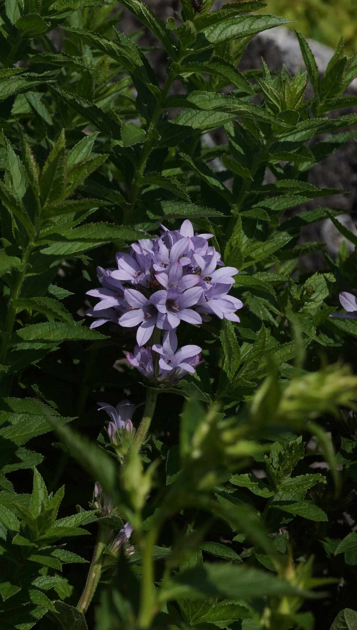 Campanula glomerata 'Caroline' - Knäuel-Glockenblume