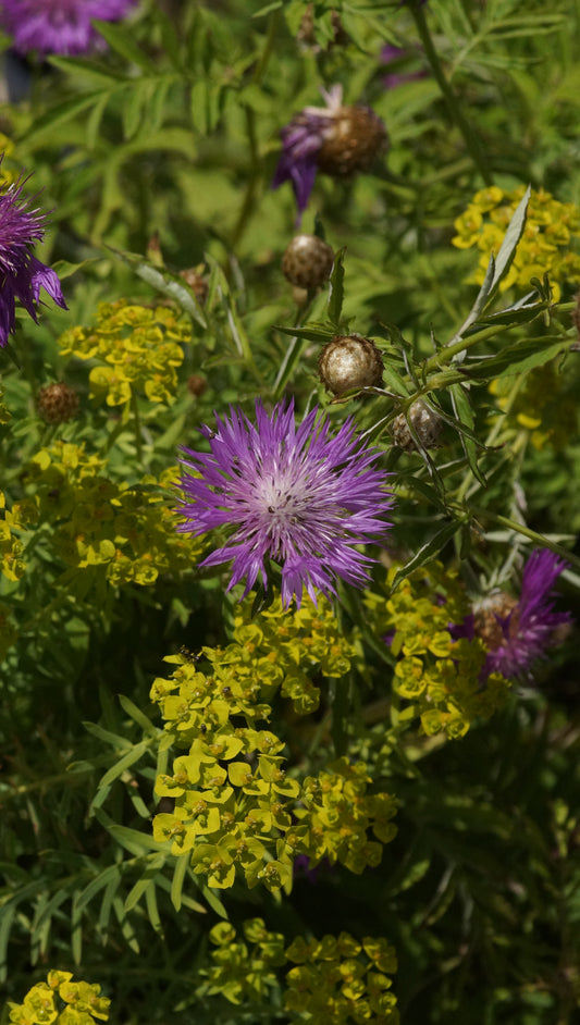 Centaurea dealbata - Kaukasus-Flockenblume