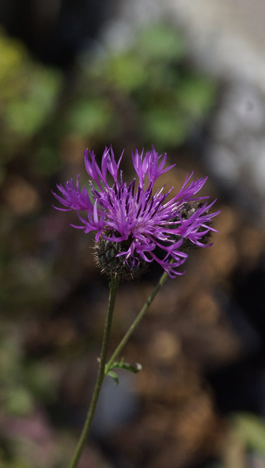 Centaurea scabiosa - Skabiosen-Glockenblume