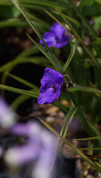 Tradescantia x andersoniana 'Zwanenburg Blue' - Dreimasterblume