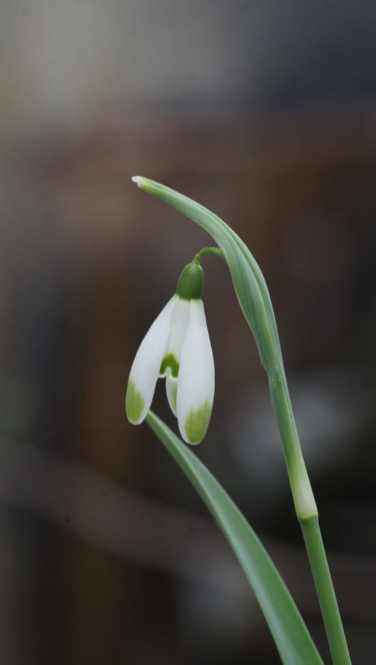 Galanthus nivalis 'Viridapice' - Schneeglöckchen