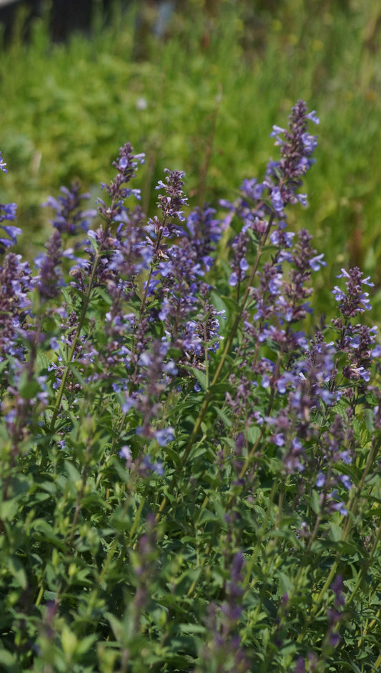 Nepeta Hybride 'Poseidon' - Katzenminze