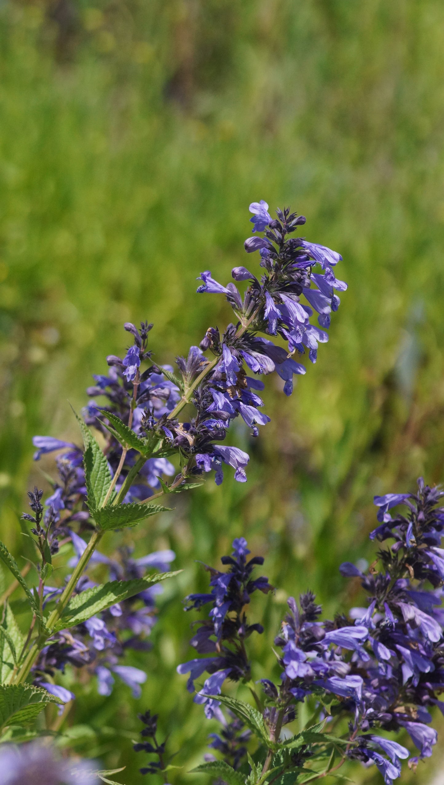Nepeta sibirica - Sibirische Katzenminze
