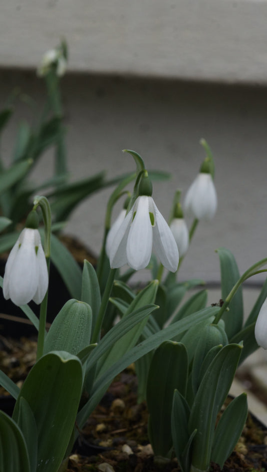 Galanthus elwesii 'Mount Everest' - Schneeglöckchen
