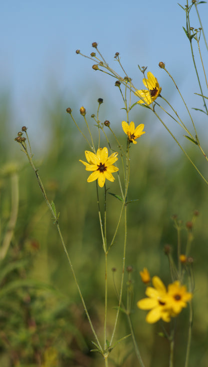 Coreopsis tripteris - Hohes Mädchenauge