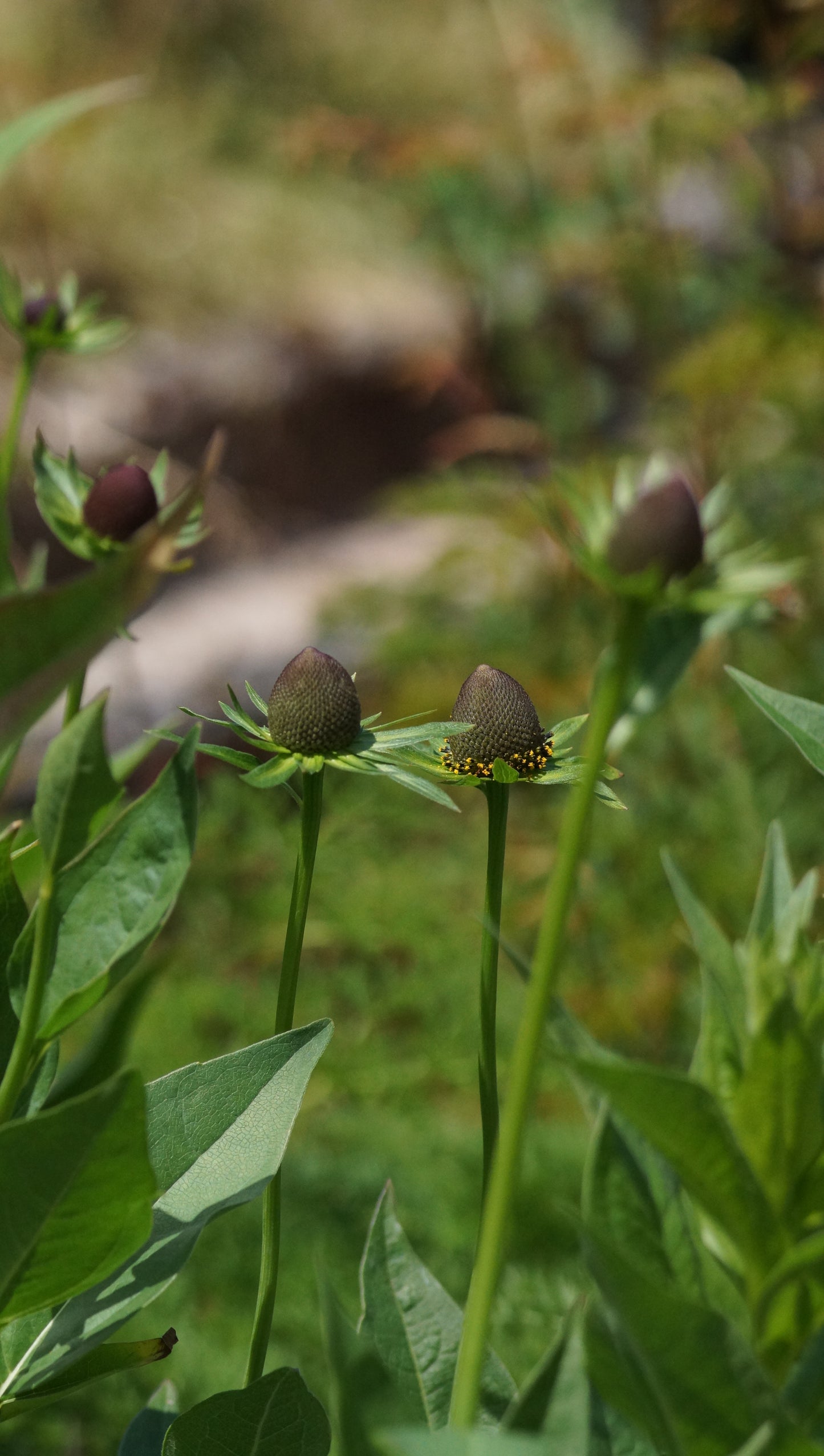 Rudbeckia occidentalis 'Green Wizard' - Westlicher Sonnenhut