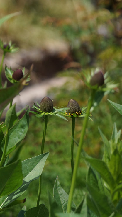 Rudbeckia occidentalis 'Green Wizard' - Westlicher Sonnenhut