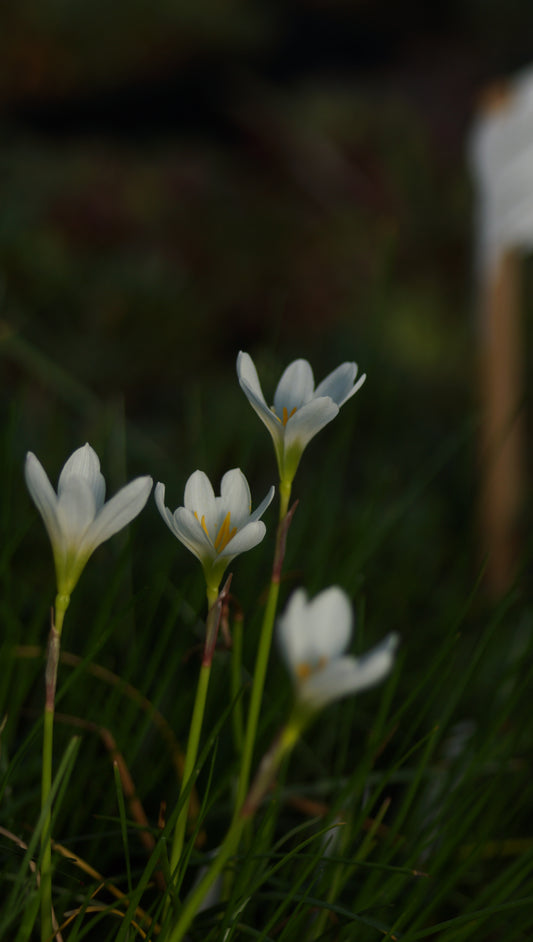 Zephyranthes candida - Reinweisse Zephirblume