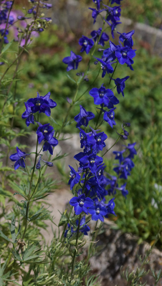 Delphinium belladonna 'Kleine Nachtmusik' - Rittersporn