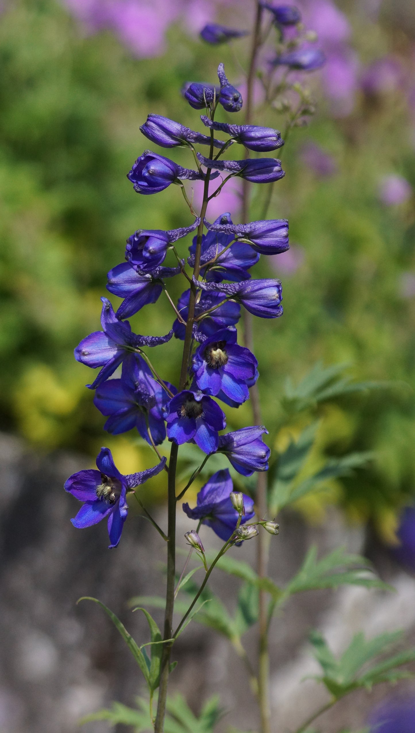 Delphinium elatum 'Finsteraarhorn' - Hoher Rittersporn