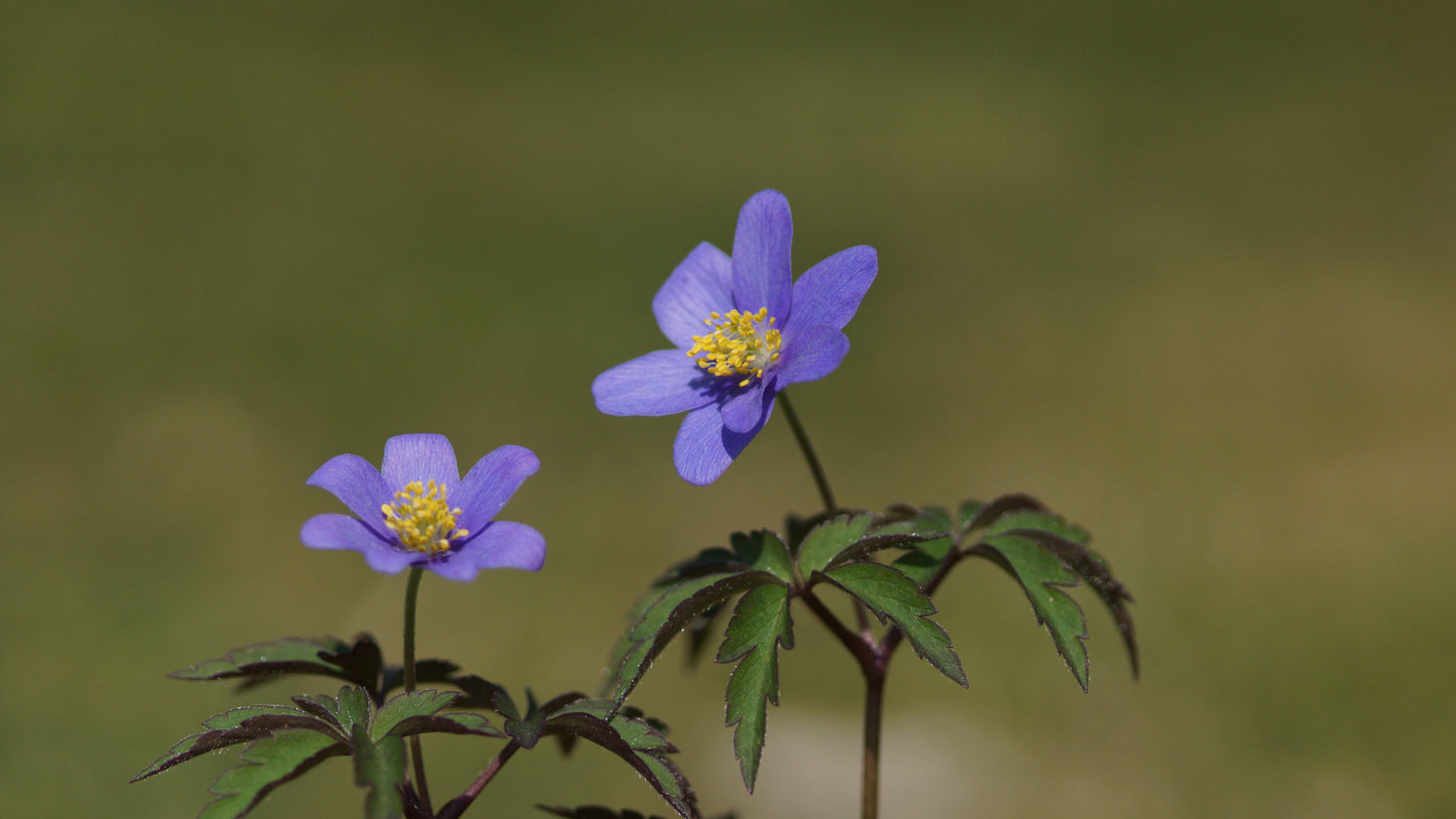 Anemone nemorosa 'Robinsoniana' - Buschwindröschen