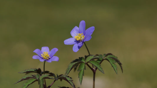 Anemone nemorosa 'Robinsoniana' - Buschwindröschen