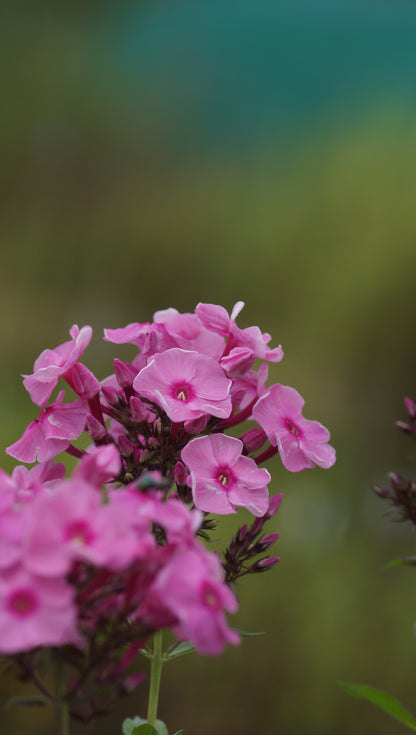 Phlox paniculata 'Herbstwalzer' - Hoher Stauden-Phlox