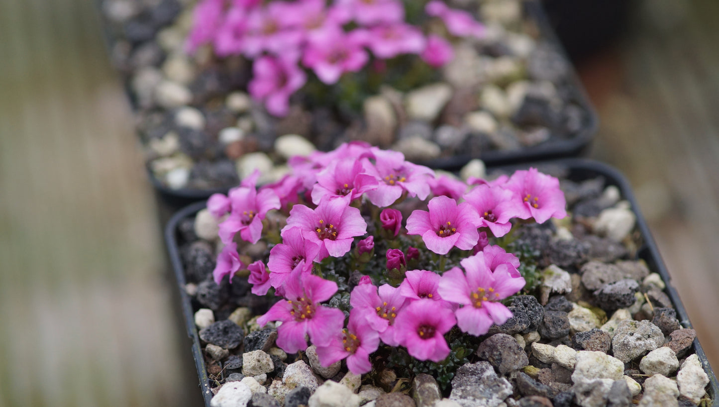 Saxifraga x anglica 'Winifred' - Frühlings Steinbrech