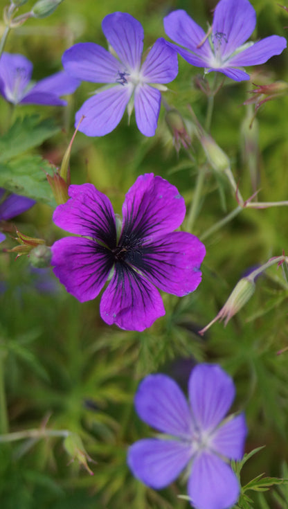 Geranium psilostemon 'Dragon Heart' - Armenischer Storchschnabel