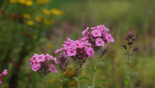 Phlox paniculata 'Herbstwalzer' - Hoher Stauden-Phlox