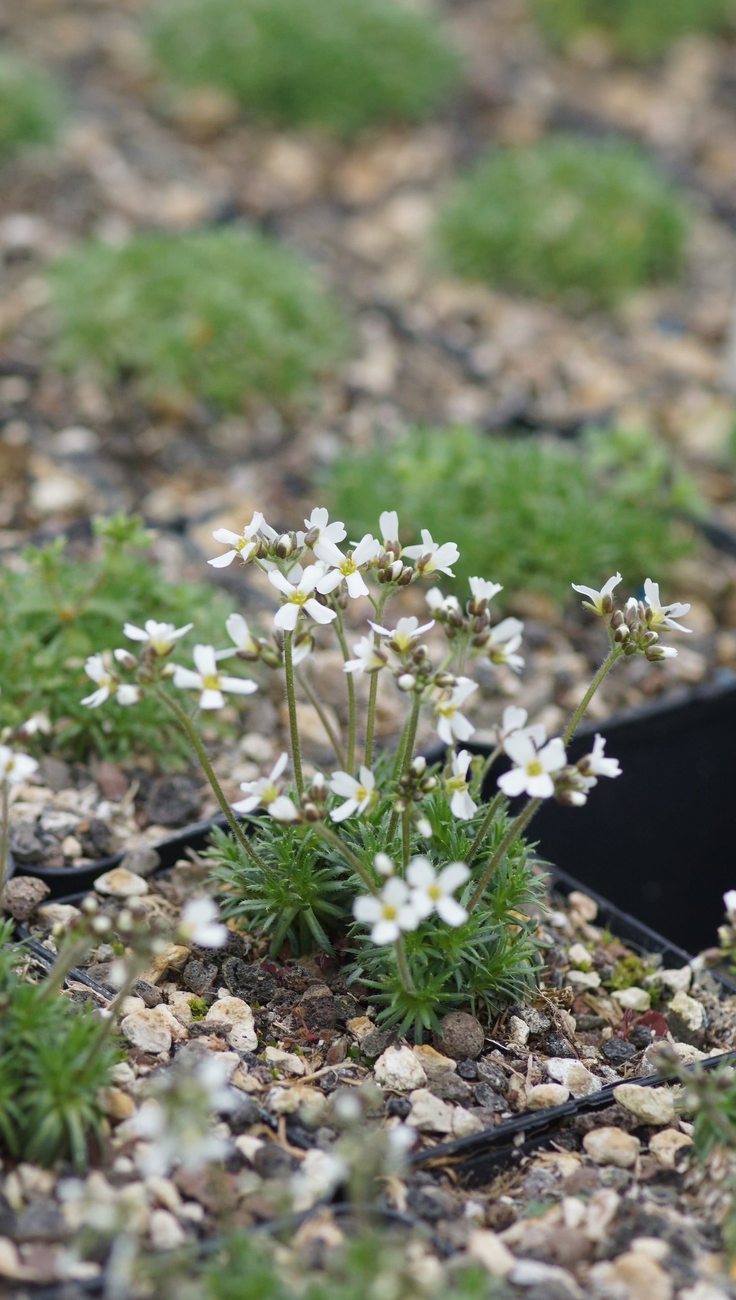 Draba dedeana var. zapatieri - Weisses Hungerblümchen