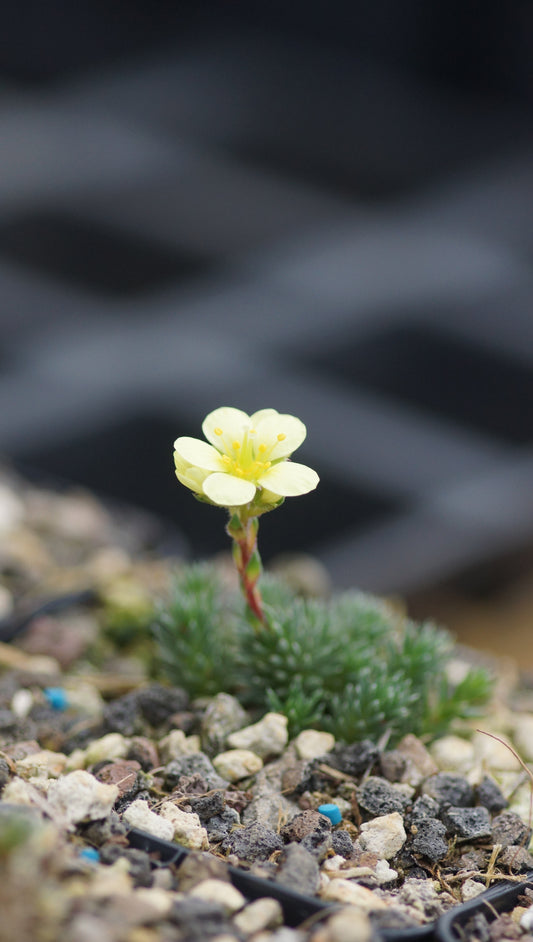 Saxifraga x elisabethae 'Boston Spa' - Vorfrühlings-Steinbrech