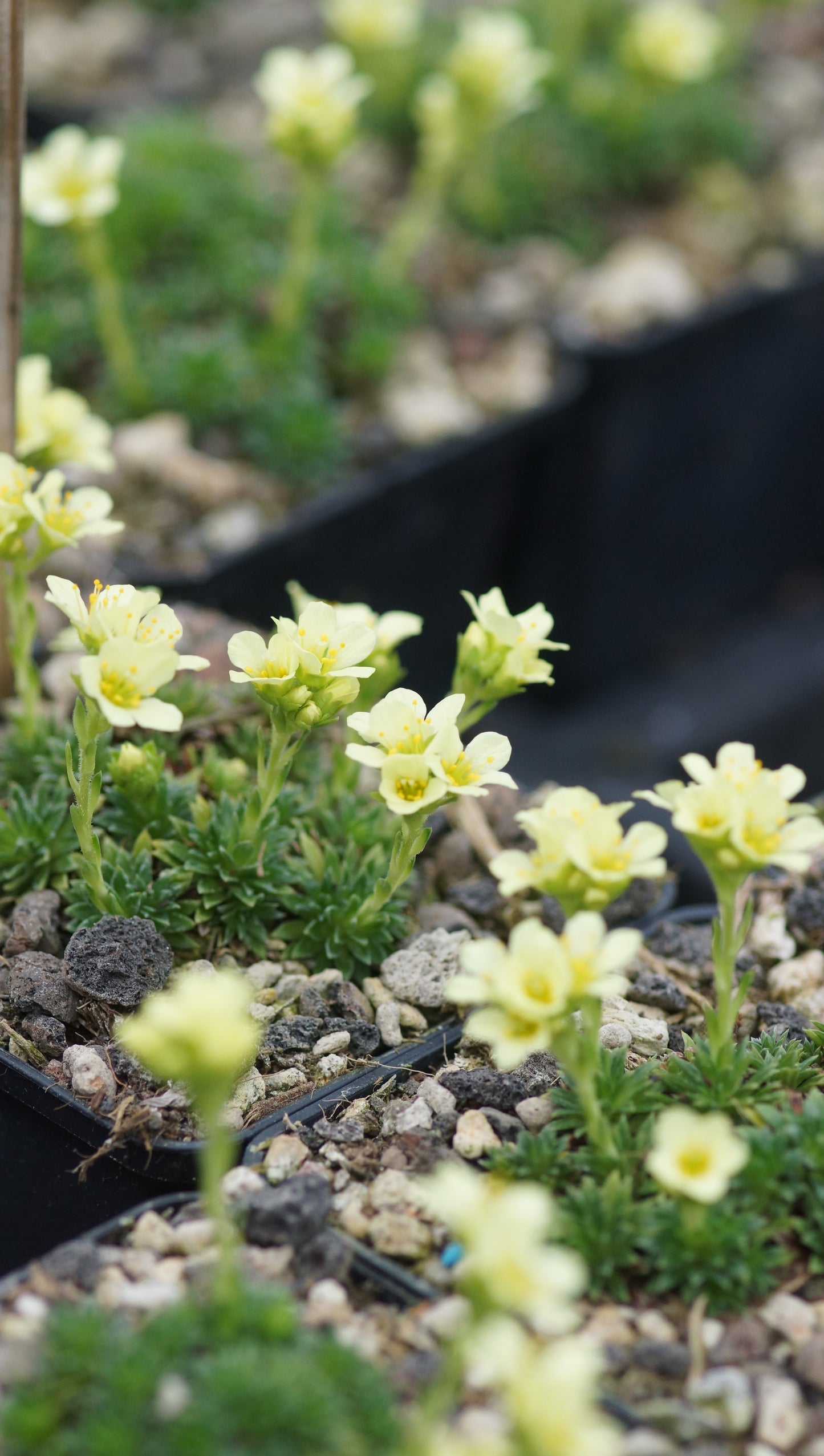 Saxifraga x apiculata 'Gregor Mendel' - Elfenbein-Steinbrech