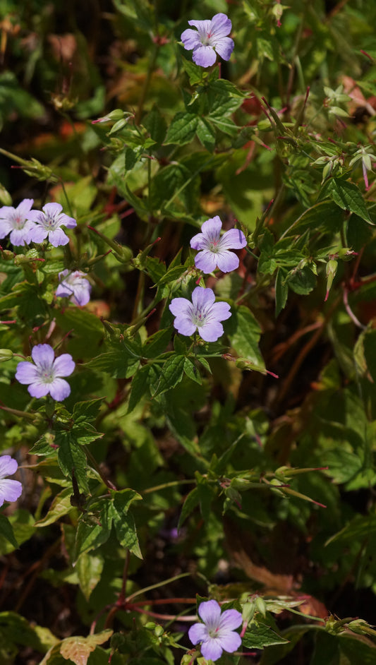 Geranium nodosum - Knotiger Storchschnabel