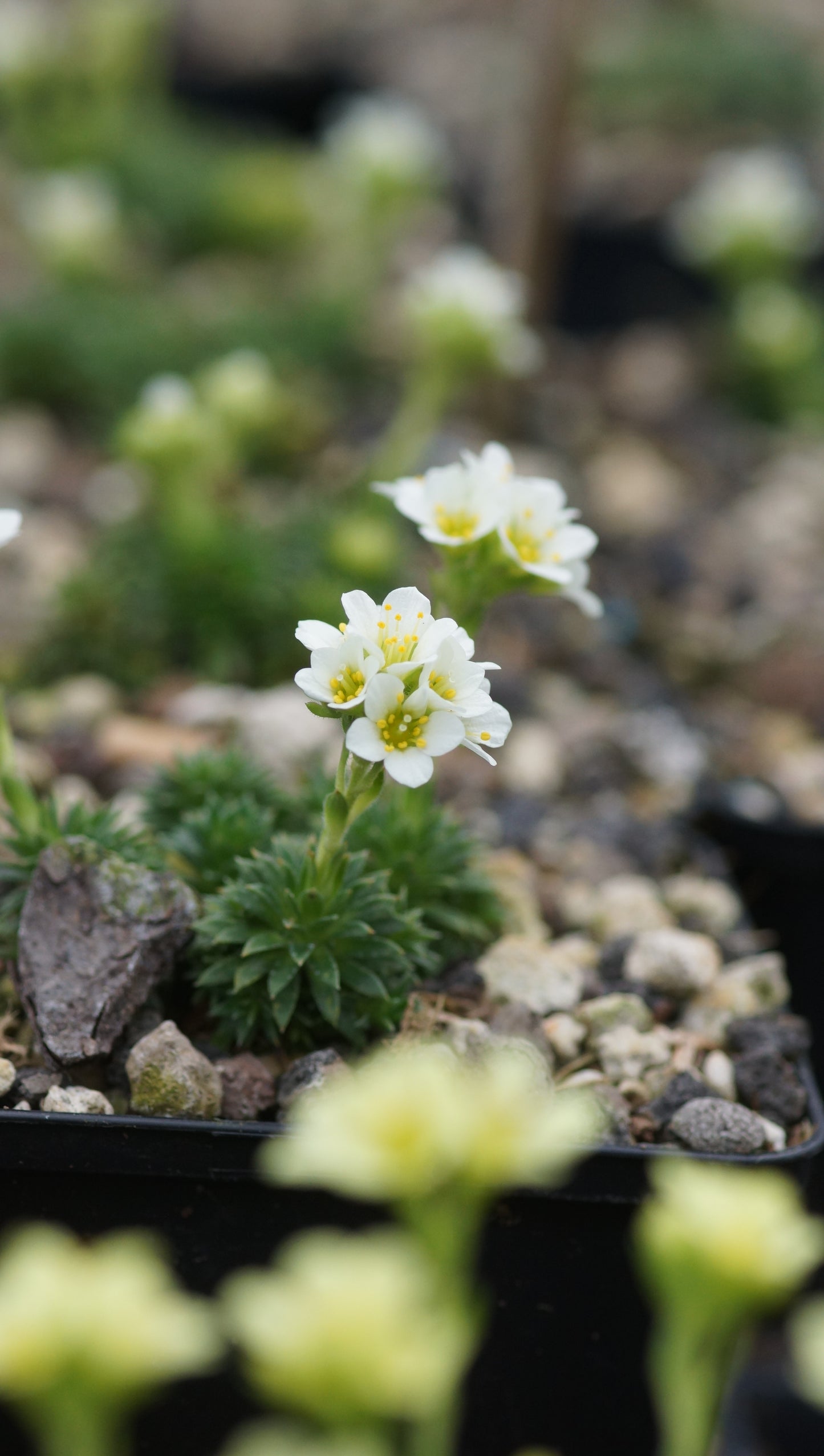 Saxifraga x apiculata 'Alba' - Elfenbein-Steinbrech