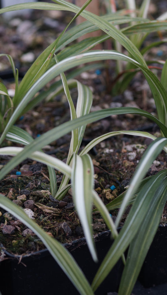Reineckea carnea 'Variegata' - Reineckea carnea 'Variegata'