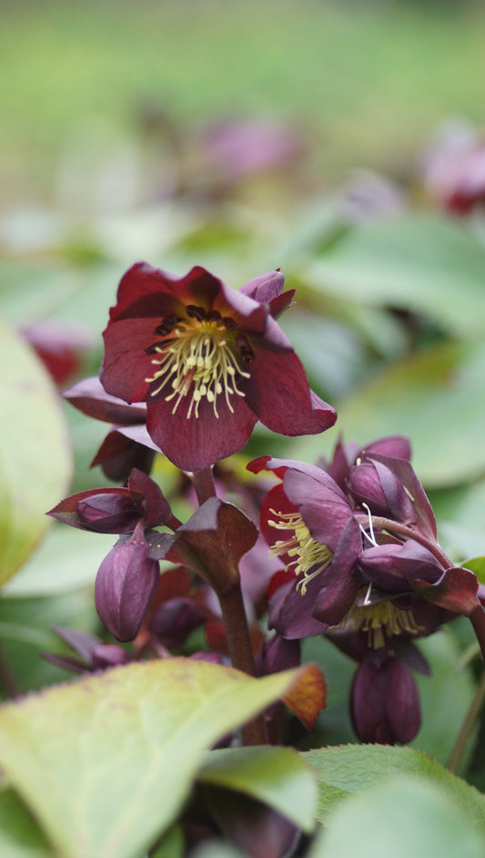 Helleborus Hybride 'Star of Passion' - Christrose