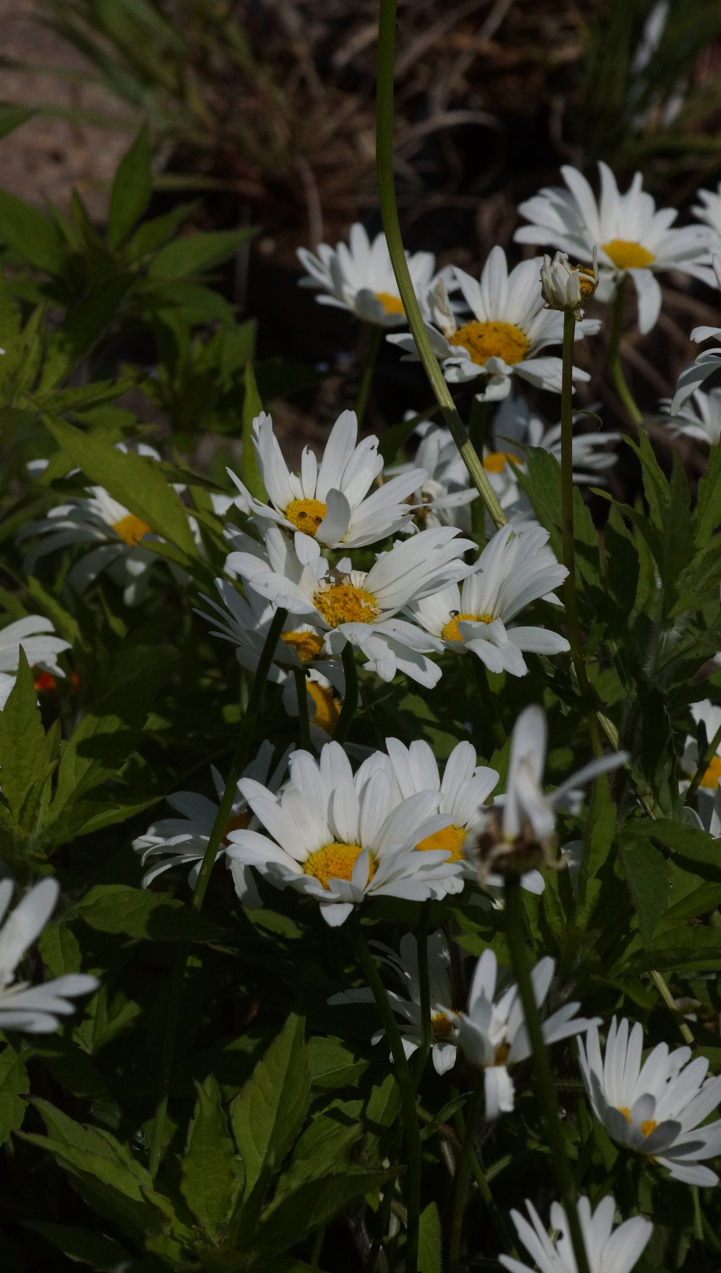 Leucanthemum vulgare 'Maikönigin' - Wiesen-Margerite