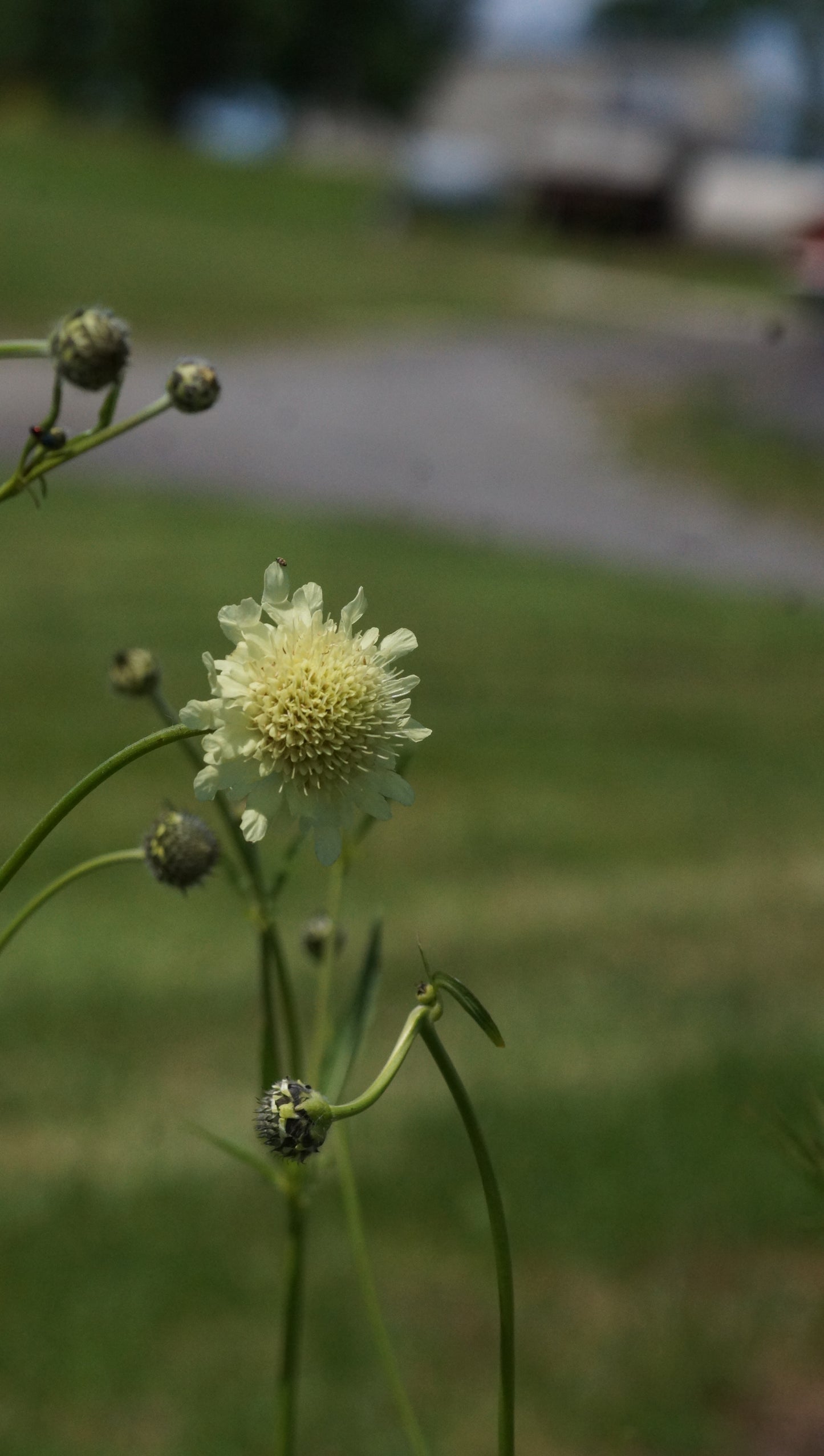 Cephalaria alpina - Alpen-Schuppenkopf