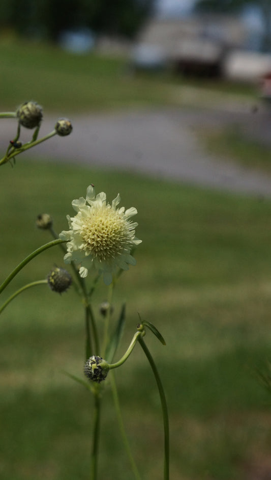 Cephalaria alpina - Alpen-Schuppenkopf
