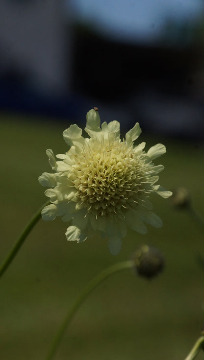 Cephalaria alpina - Alpen-Schuppenkopf