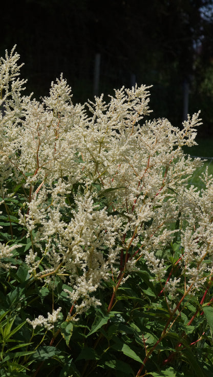 Aconogonon speciosum 'Johanniswolke' - Himalajaknötrich