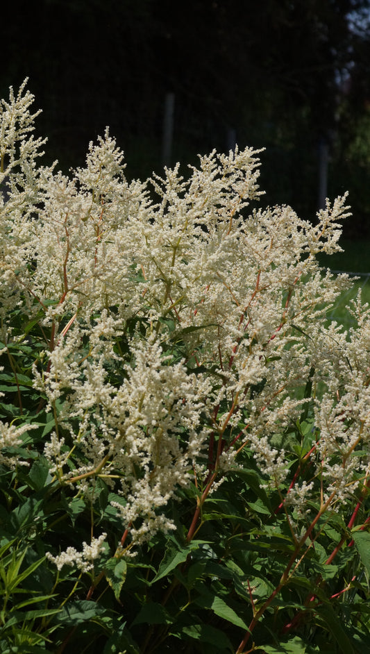 Aconogonon speciosum 'Johanniswolke' - Himalajaknötrich